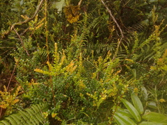 Disterigma empetrifolium