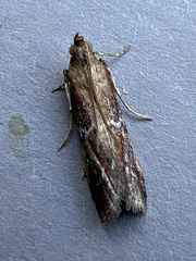Uncinus obductella
