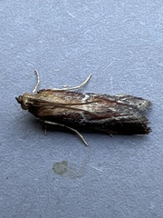 Uncinus obductella