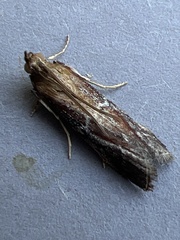 Uncinus obductella