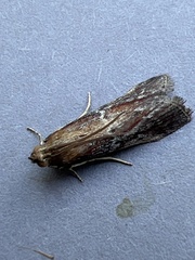 Uncinus obductella