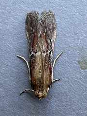 Uncinus obductella