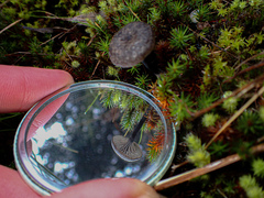 Entoloma percrinitum