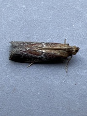 Uncinus obductella