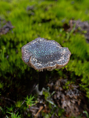 Entoloma percrinitum
