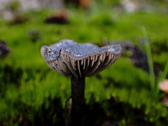 Entoloma percrinitum