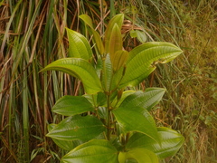 Miconia cundinamarcensis