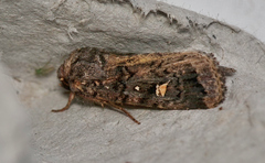 Proteuxoa marginalis