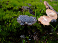Entoloma percrinitum