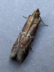 Uncinus obductella