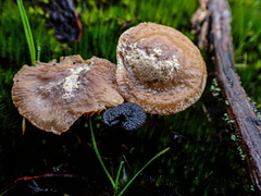 Entoloma percrinitum