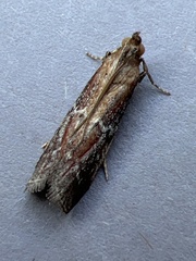 Uncinus obductella