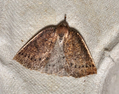 Authaemon stenonipha