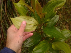 Miconia cundinamarcensis