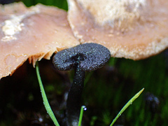 Entoloma percrinitum