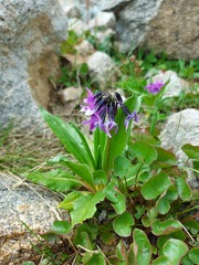 Primula nivalis
