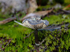 Entoloma percrinitum