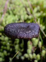 Entoloma percrinitum