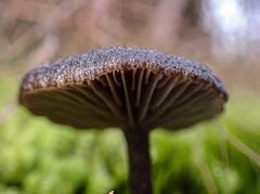 Entoloma percrinitum