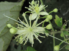 Clematis apiifolia