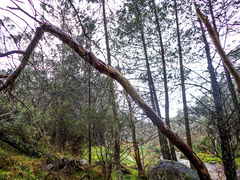 Callitris endlicheri