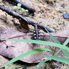 Cosmodela aurulenta aurulenta