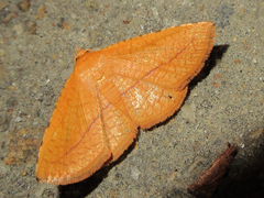 Striglina cancellata