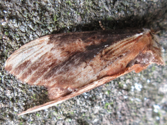 Hexafrenum leucodera