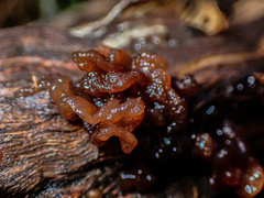 Phaeotremella fimbriata