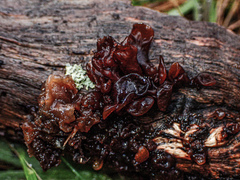 Phaeotremella fimbriata