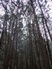 Callitris endlicheri