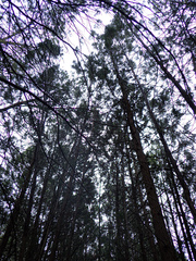 Callitris endlicheri