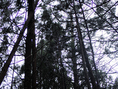 Callitris endlicheri