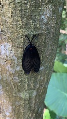 Gynautocera rubriscutellata