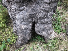 Eucalyptus orgadophila