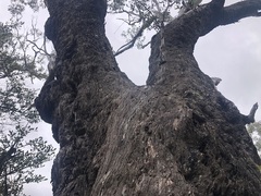 Eucalyptus orgadophila