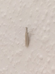 Pleurota aristella