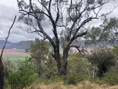 Eucalyptus orgadophila