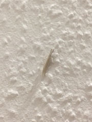 Pleurota aristella