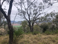 Eucalyptus orgadophila