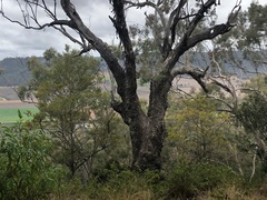 Eucalyptus orgadophila