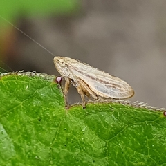 Athysanus argentarius