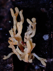 Ramaria lorithamnus
