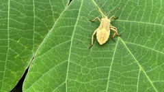 Anoplocnemis dallasi