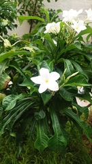 Plumeria pudica