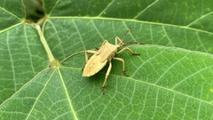 Anoplocnemis dallasi