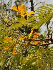 Delonix regia flavida