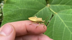 Anoplocnemis dallasi