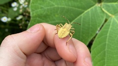 Anoplocnemis dallasi