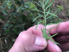 Rhodanthe anthemoides